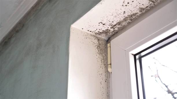 Best Fast Mold Removal  in Crozet, VA