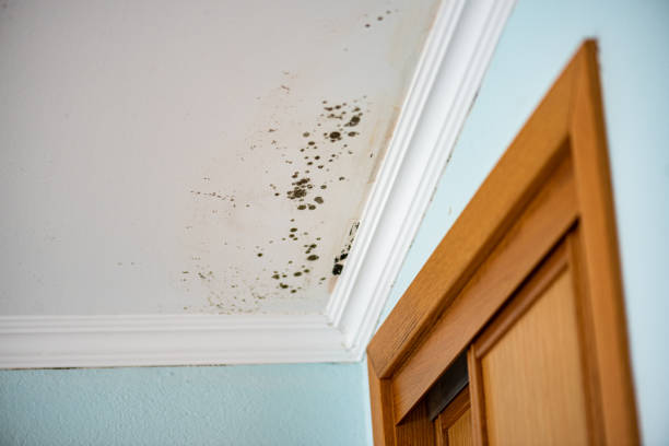 Best Mold Testing  in Crozet, VA