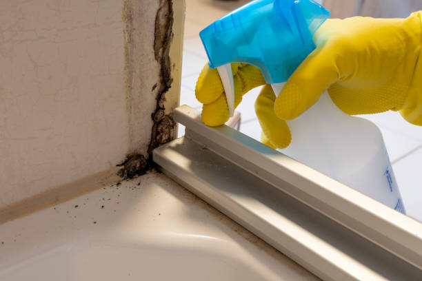 Best Home Mold Removal  in Crozet, VA