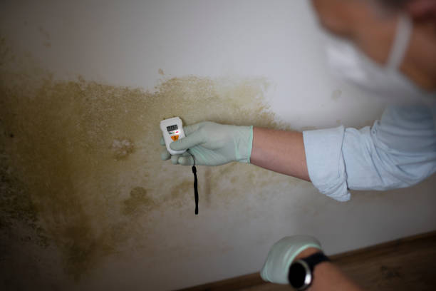 Trusted Crozet, VA Mold Removal Experts