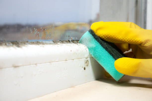 Best Professional Mold Removal  in Crozet, VA