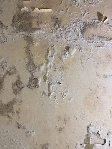 Crozet, VA Mold Removal Company