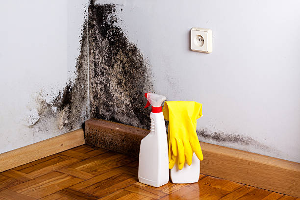 Best Mold Cleaning Services  in Crozet, VA