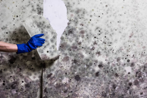 Best Mold Cleaning Services  in Crozet, VA